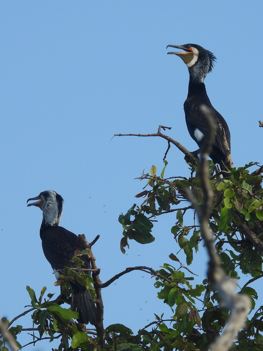 Great Cormorant - ML643526965