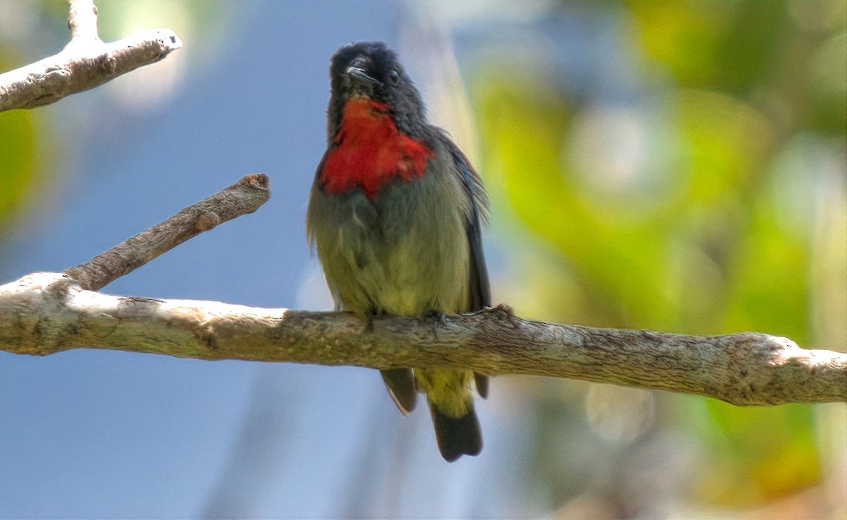Black-sided Flowerpecker - ML643526968