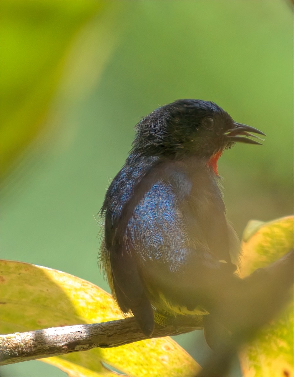 Black-sided Flowerpecker - ML643526969