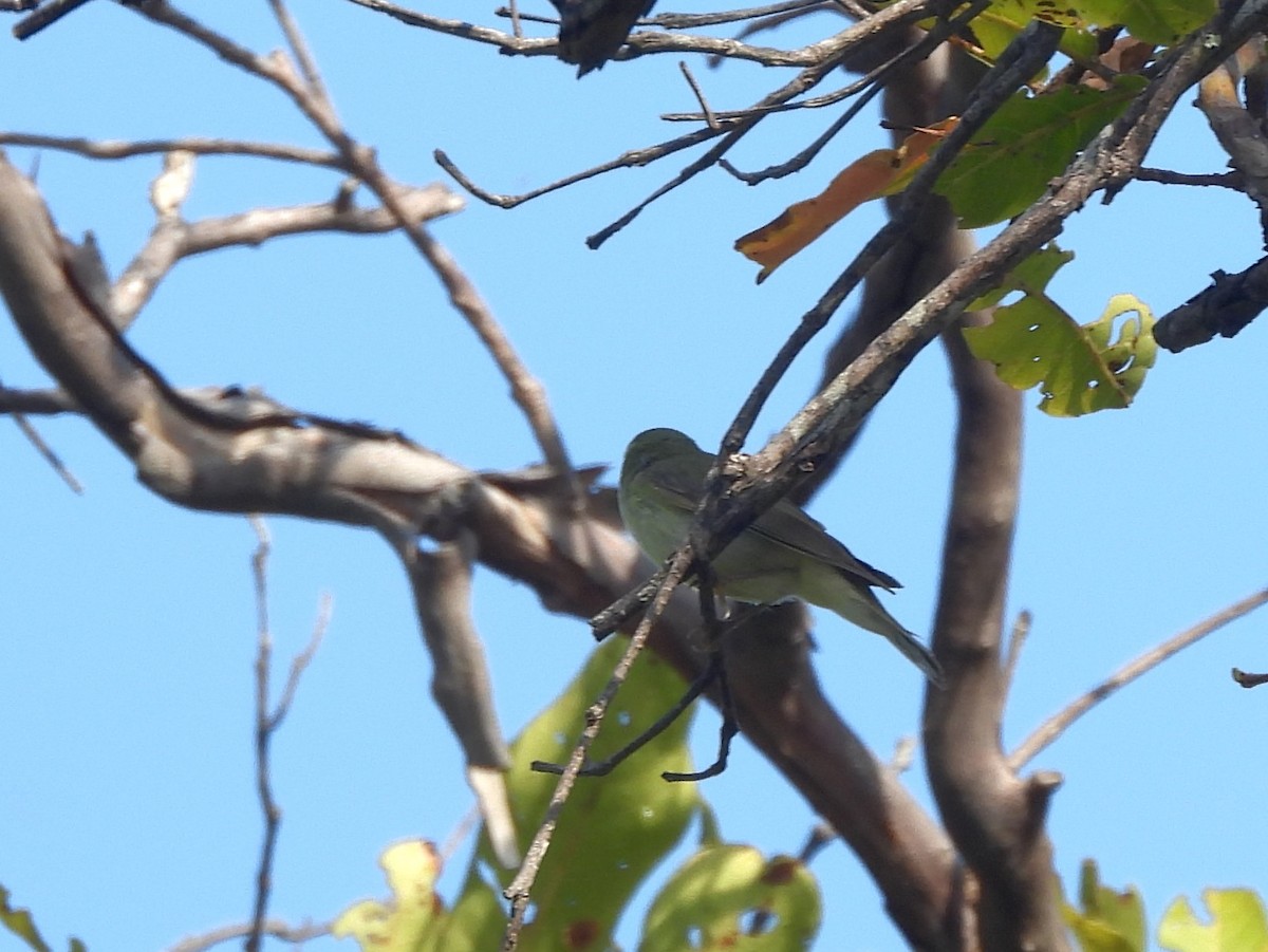 Green Warbler - ML643526975