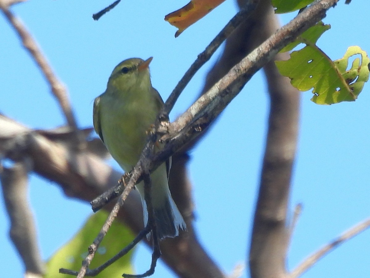 Green Warbler - ML643526976