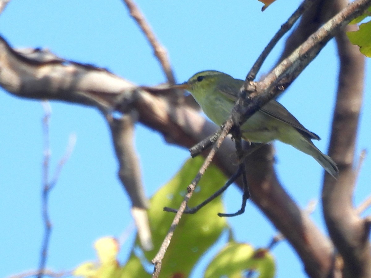 Green Warbler - ML643526977