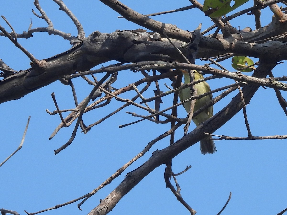 Green Warbler - ML643526978