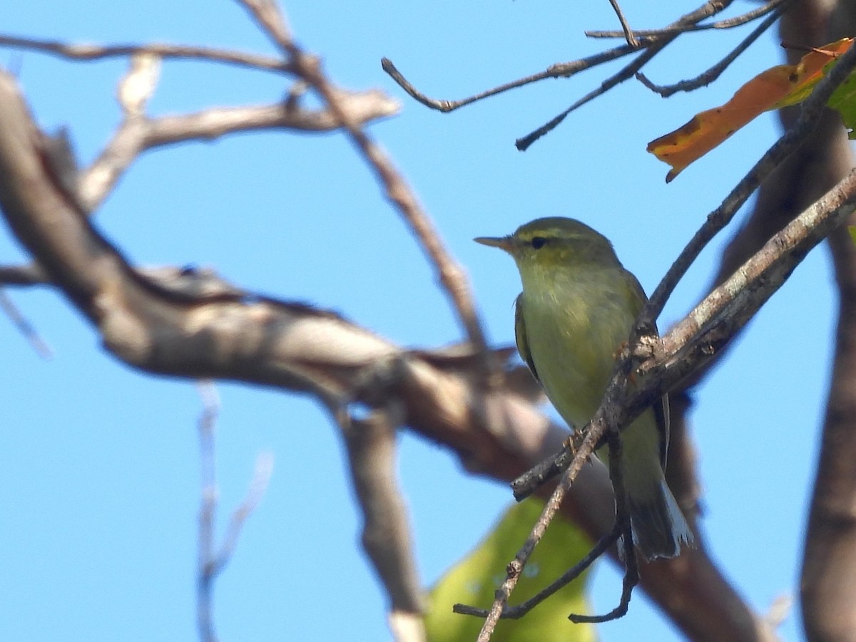 Green Warbler - ML643526979