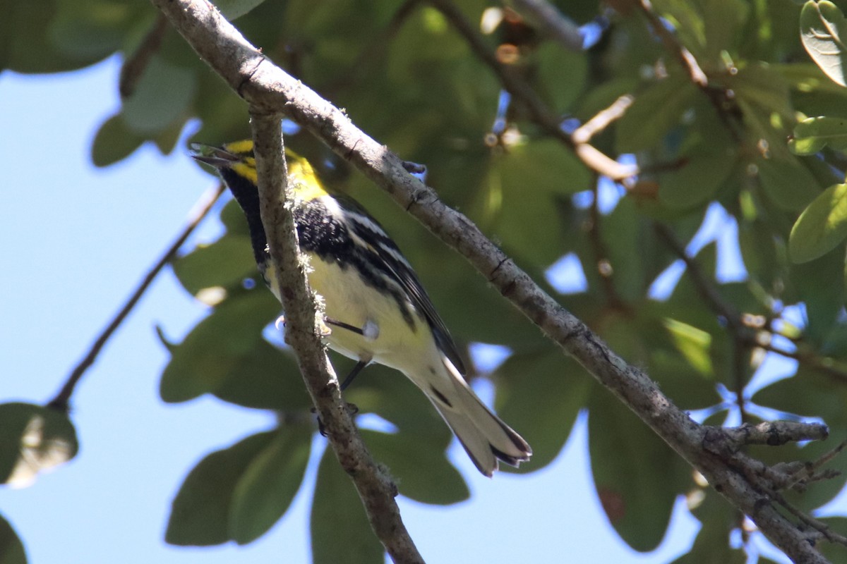 Grünmantel-Waldsänger - ML643526984