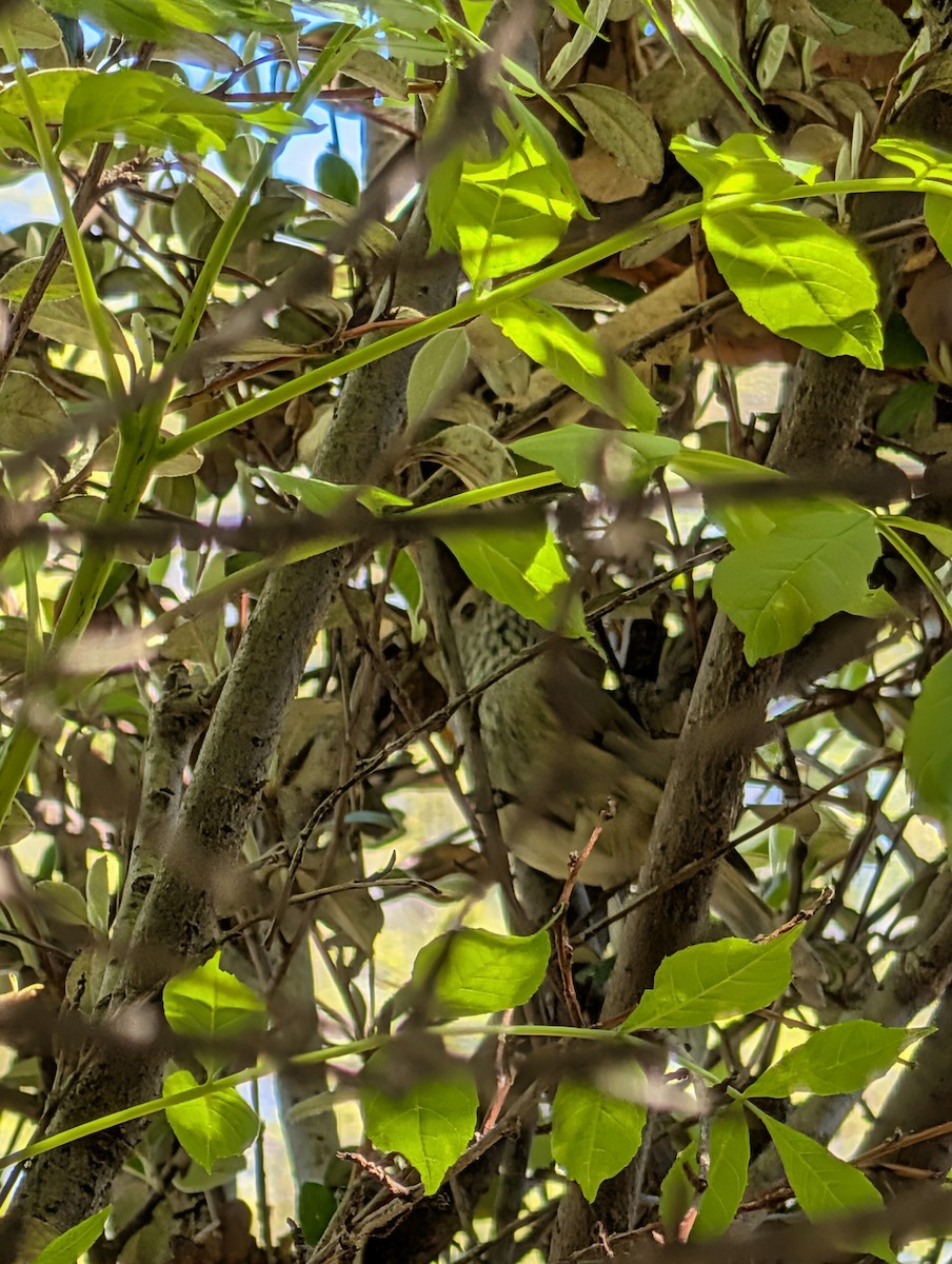 Brown Thornbill - ML643527002