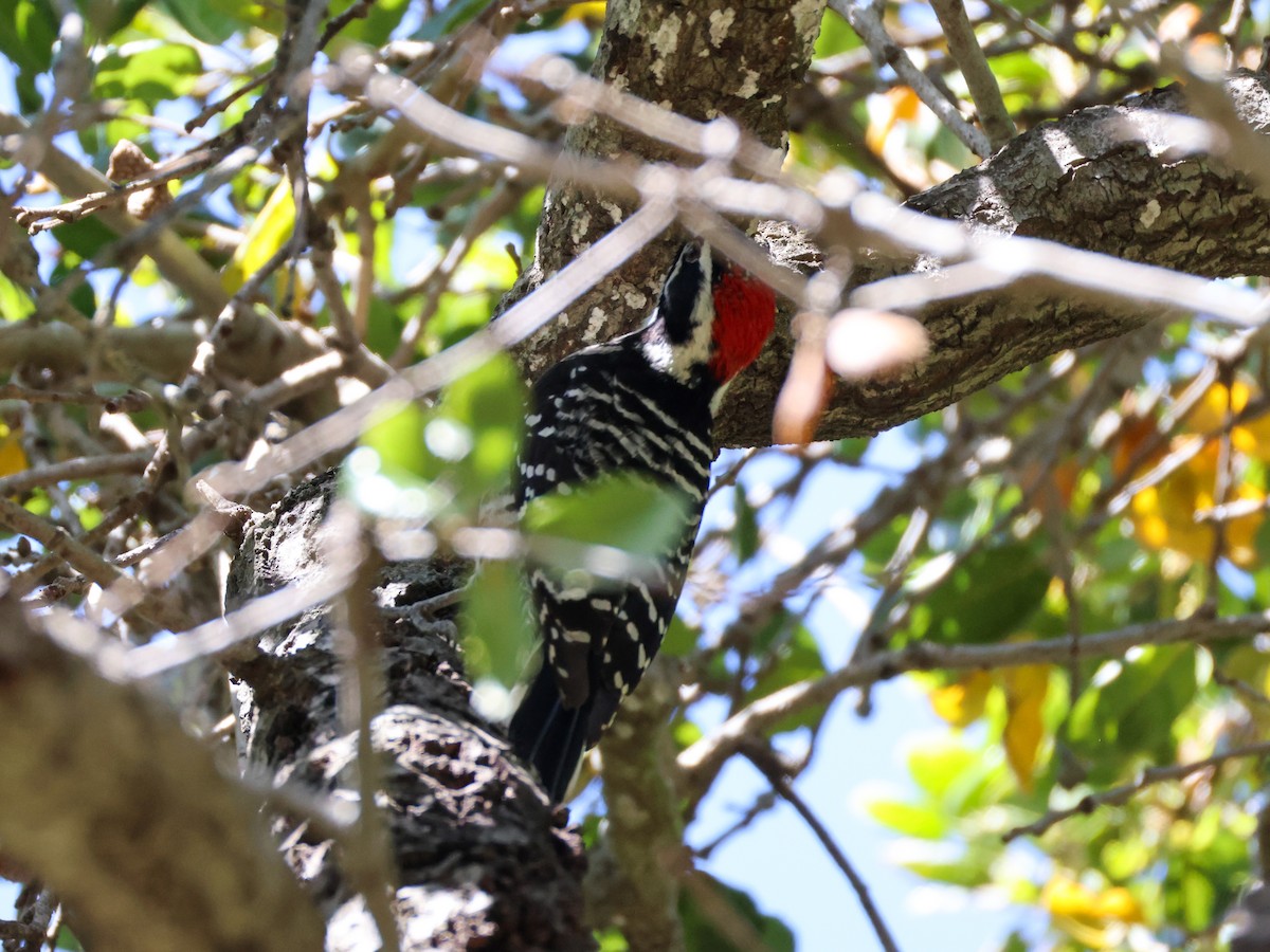 Nuttall's Woodpecker - ML643527003
