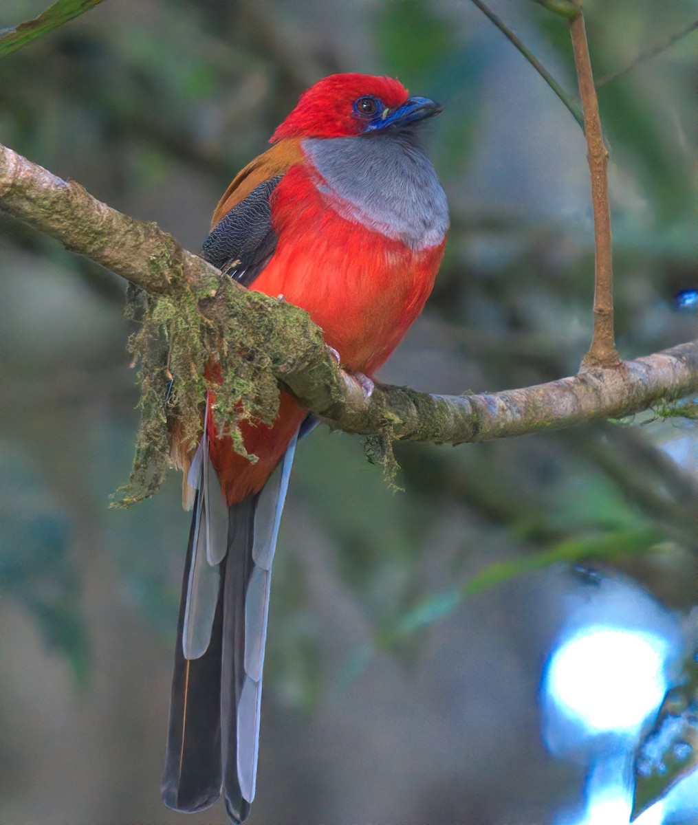 Whitehead's Trogon - ML643527005