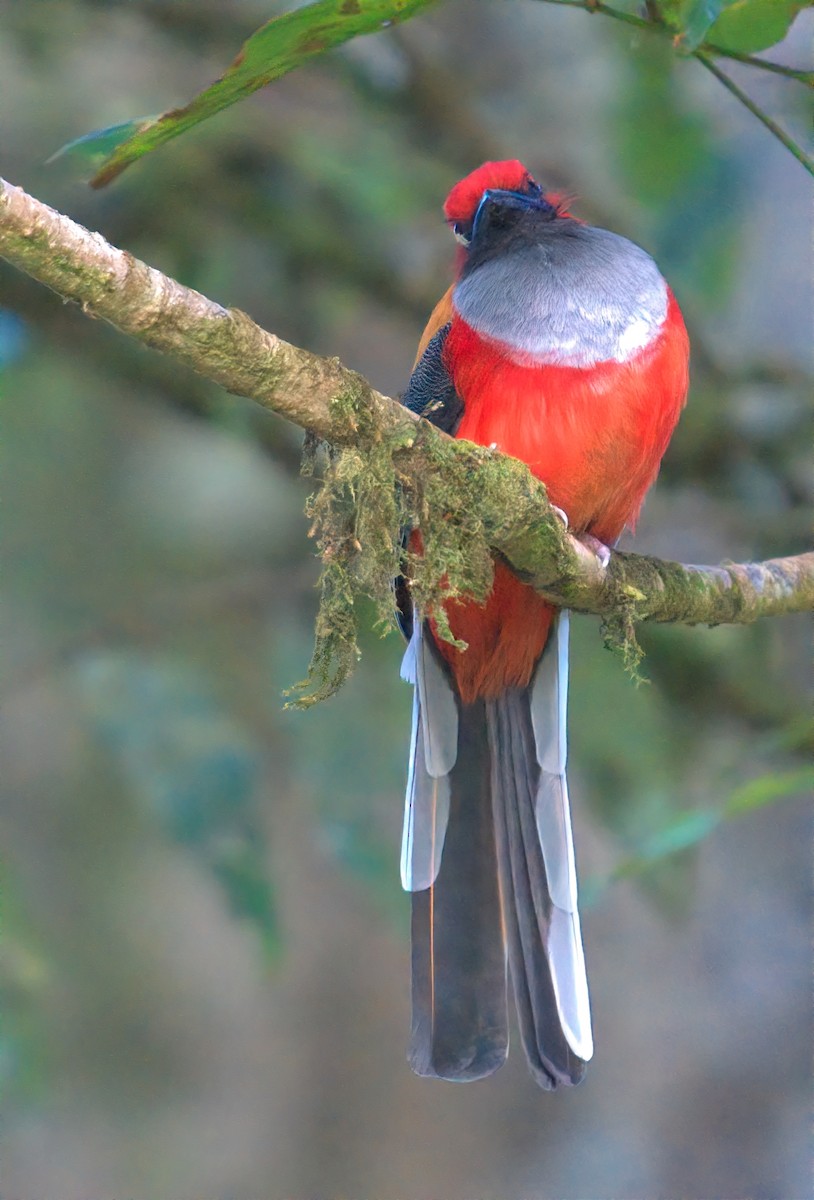 Whitehead's Trogon - ML643527006