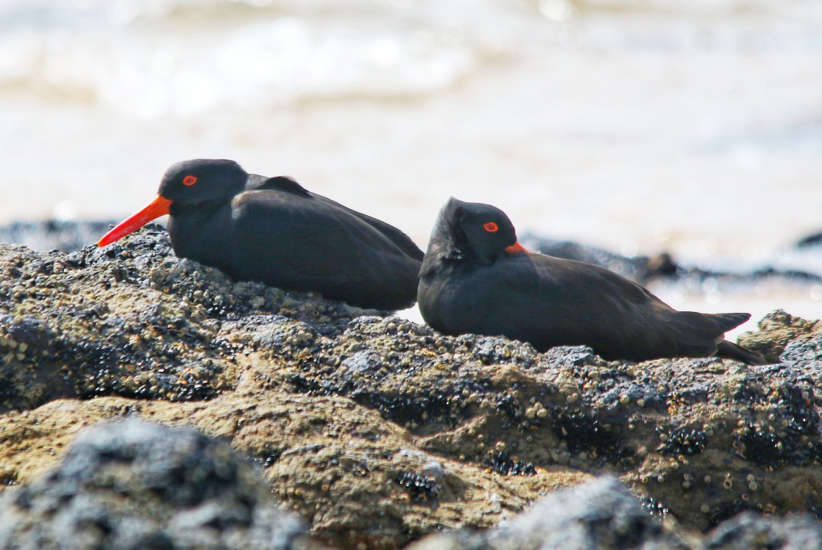 Sooty Oystercatcher - ML643527008