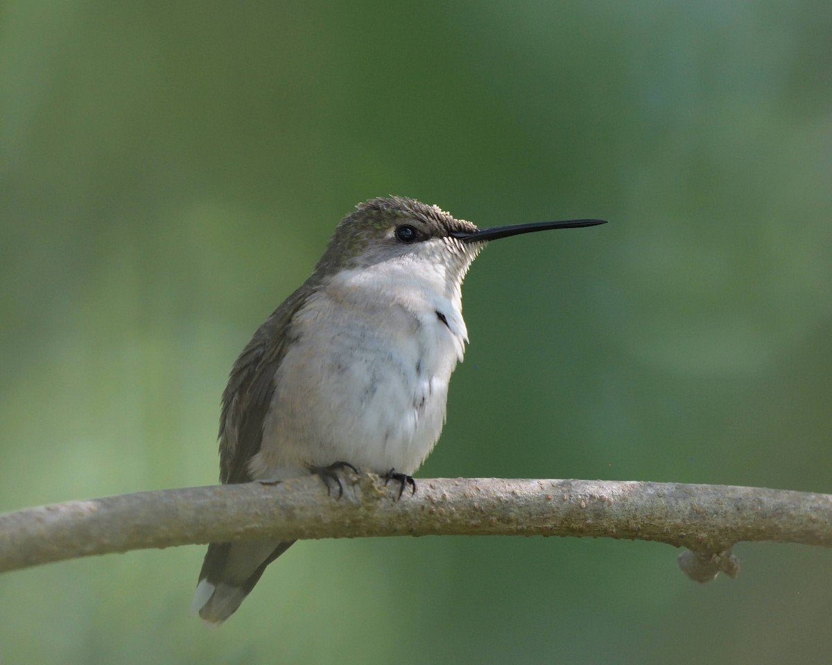 Ruby-throated Hummingbird - ML643527010
