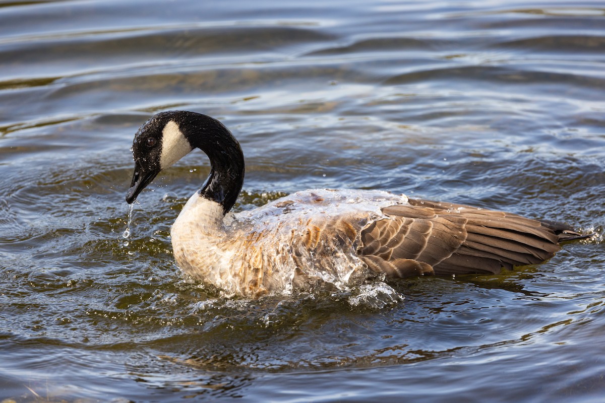 Canada Goose - ML643527015