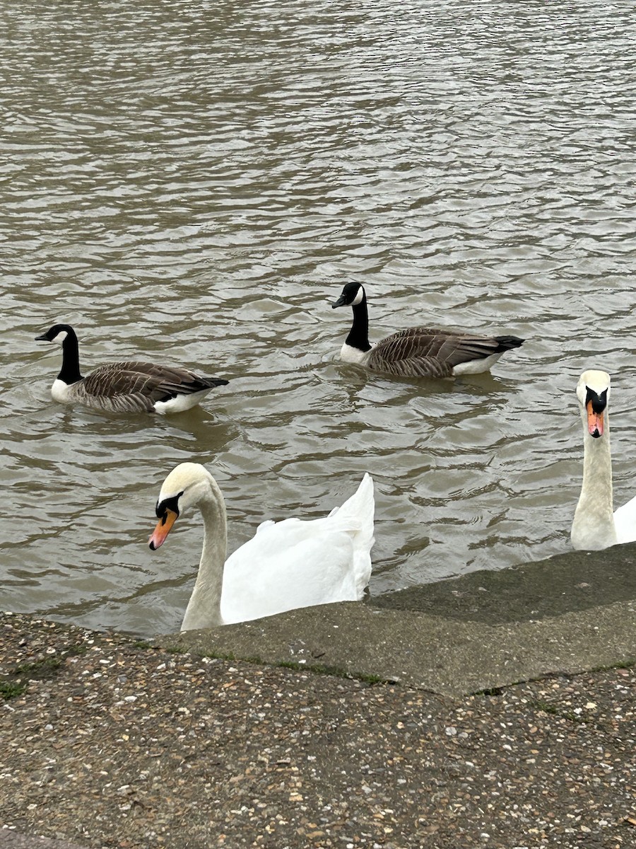 Canada Goose - ML643527019