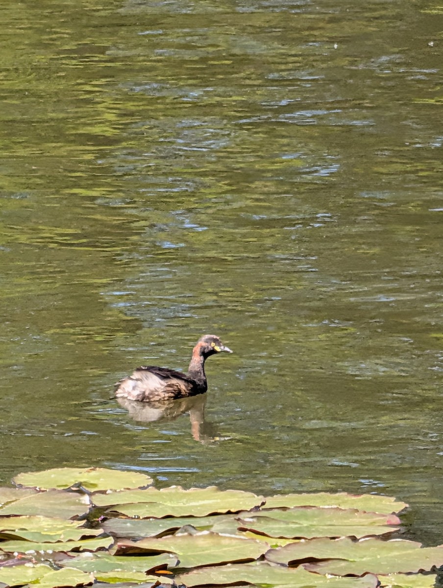 Australasian Grebe - ML643527022