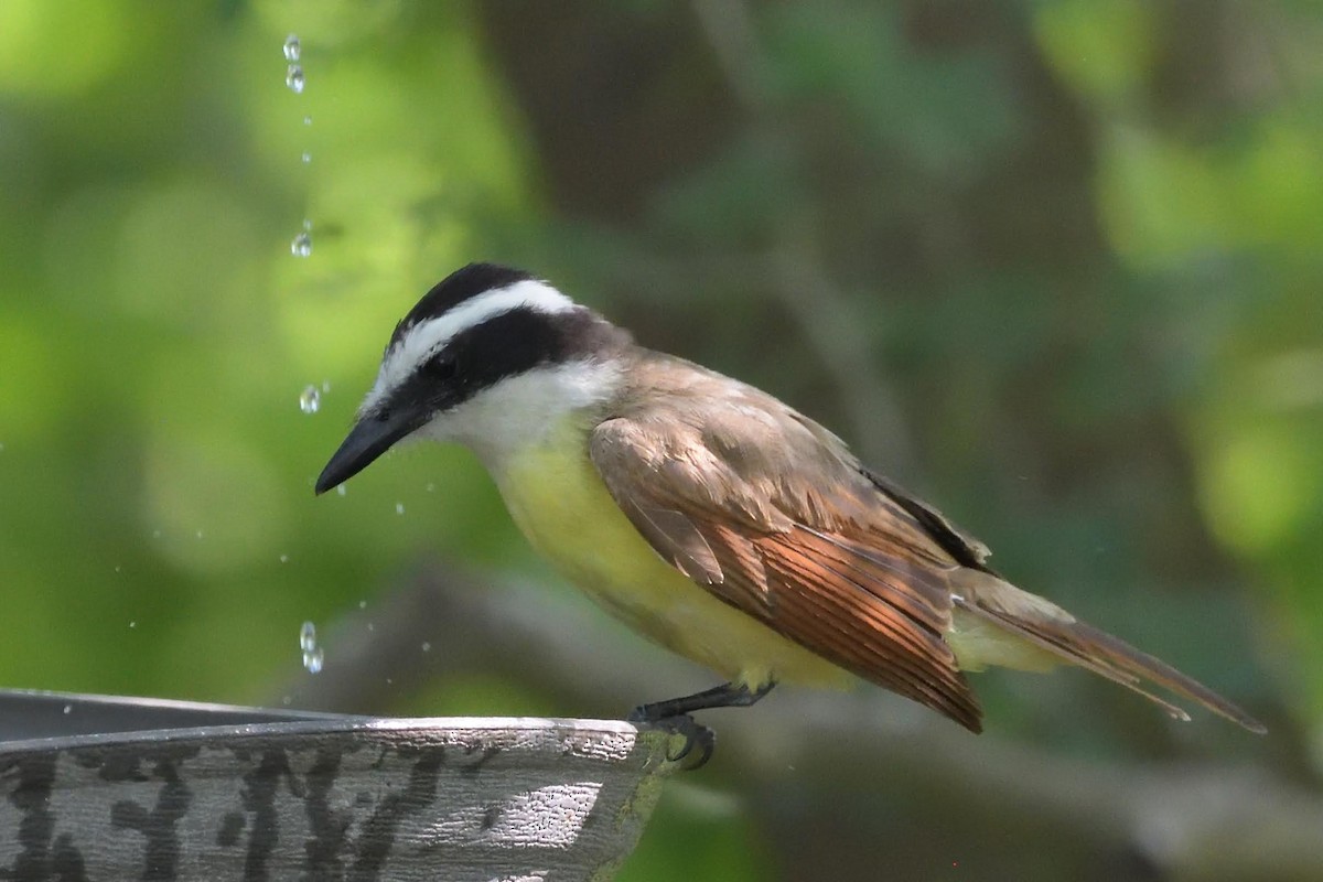 Большой бентеви, кискади - ML643527023