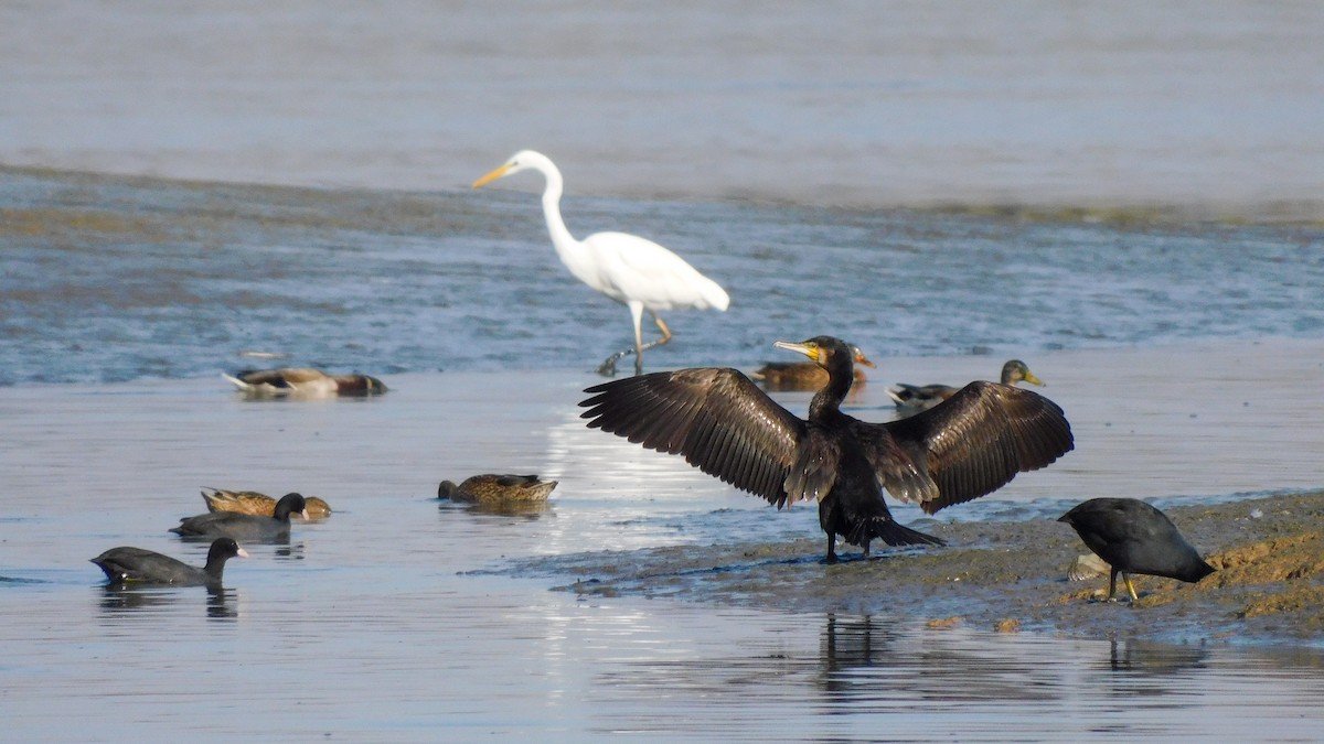 Great Cormorant - ML643527027