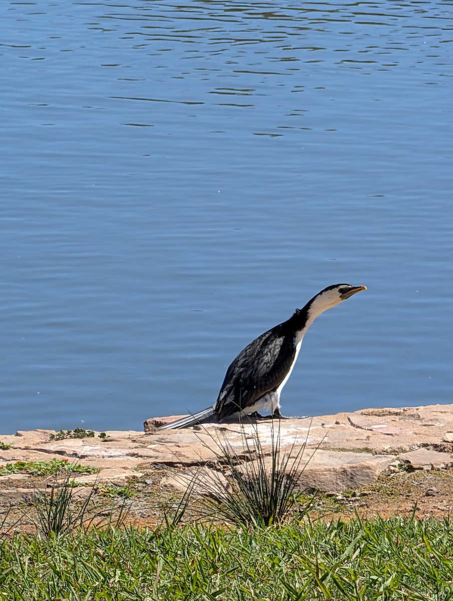 Little Pied Cormorant - ML643527041