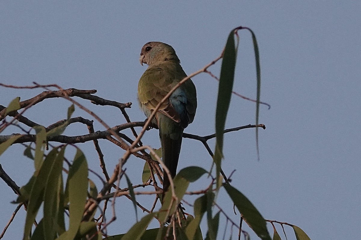 Hooded Parrot - ML643527042