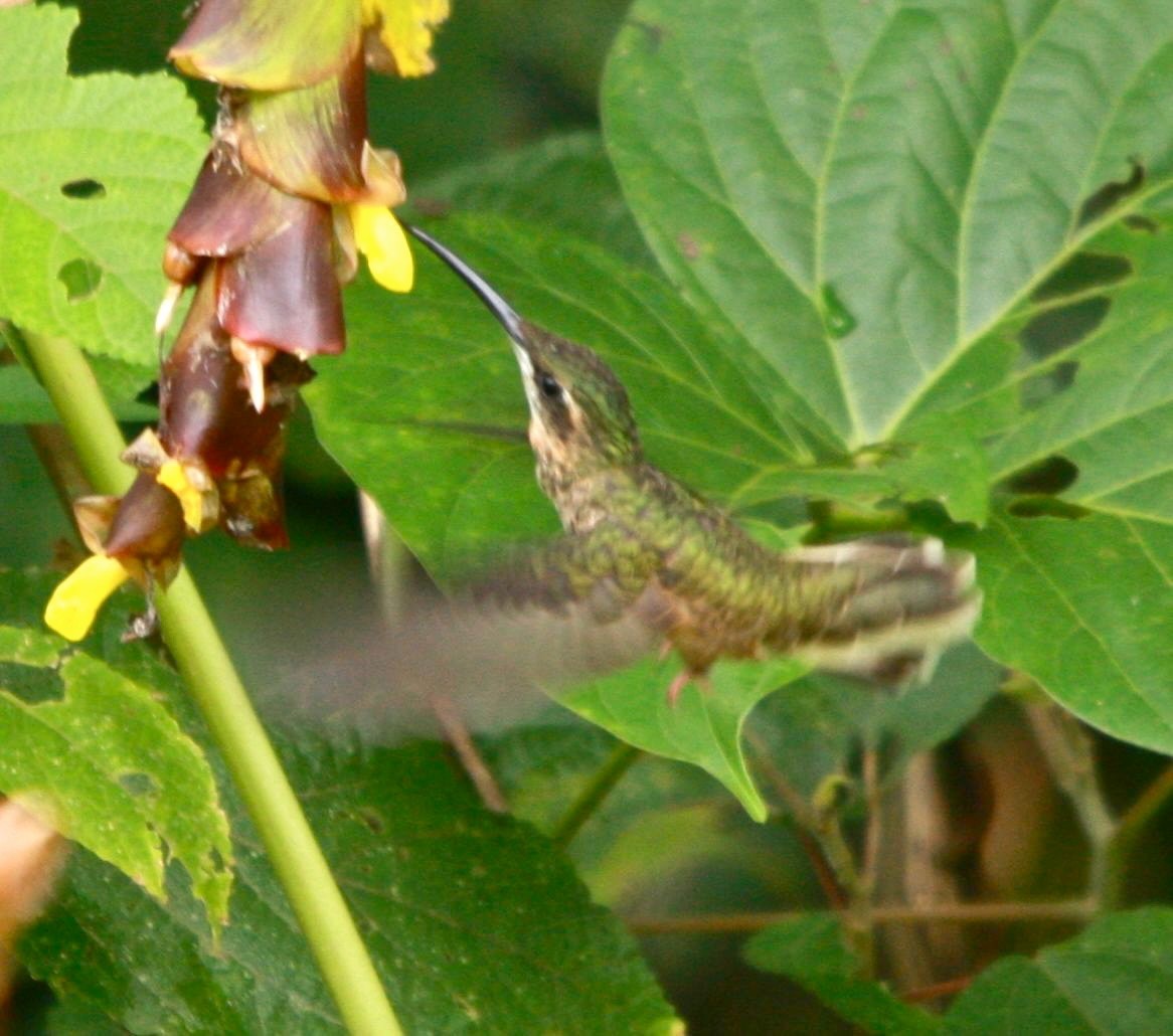 Pale-tailed Barbthroat - ML643527045