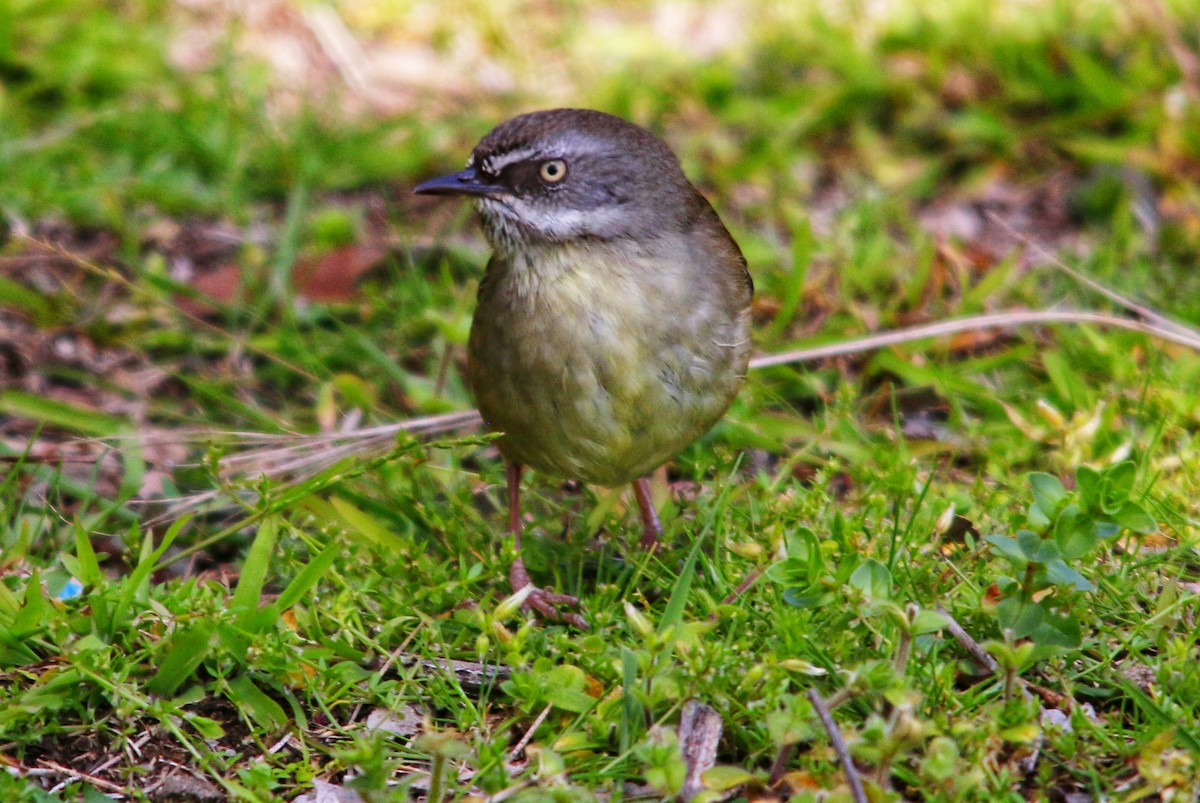 White-browed Scrubwren - ML643527046