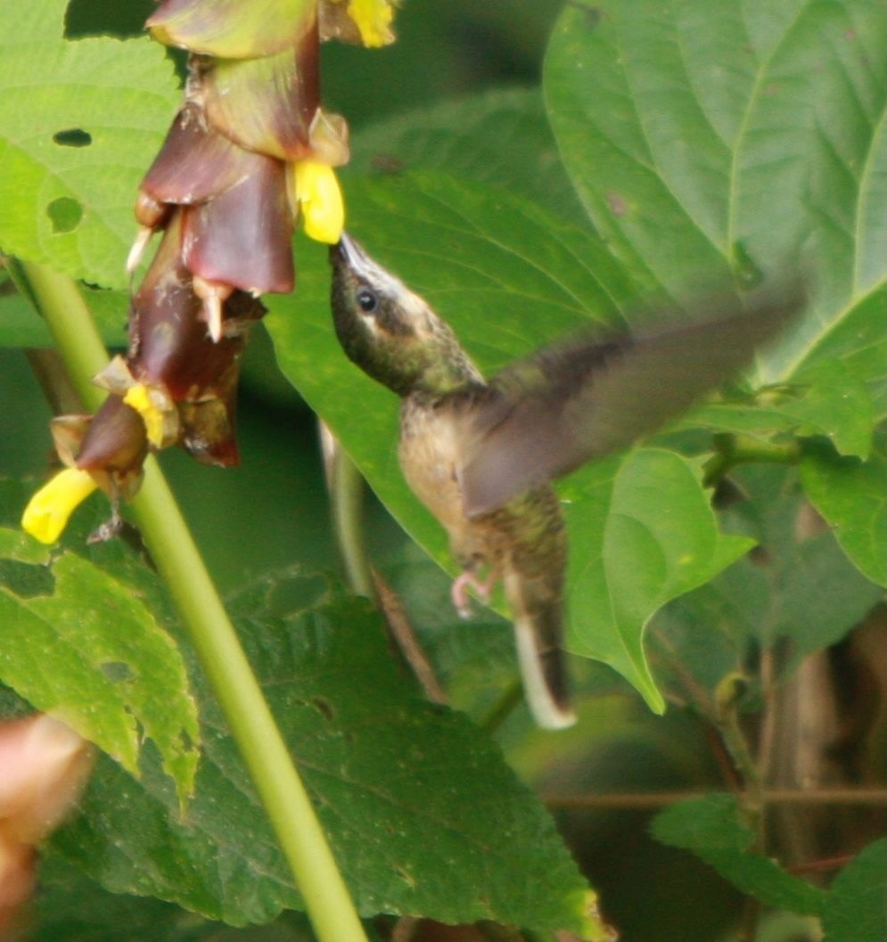 Pale-tailed Barbthroat - ML643527049