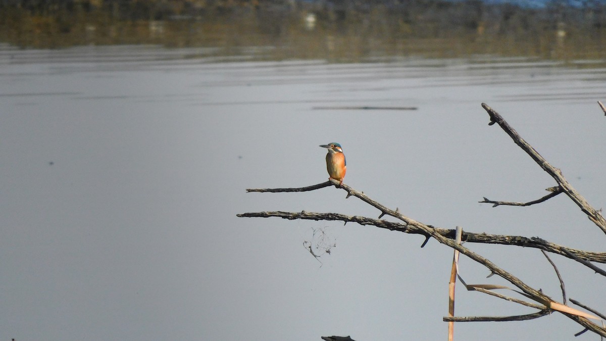 翠鳥 - ML643527058