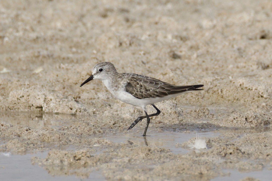 Little Stint - ML643527061