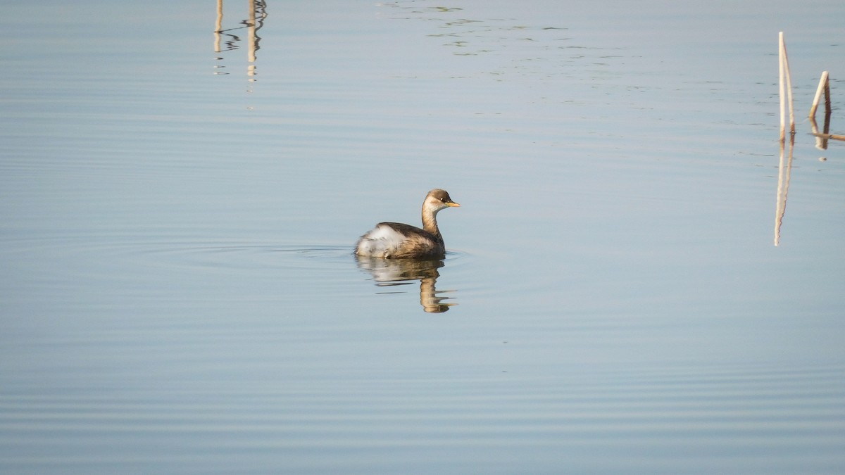 小鸊鷉 - ML643527062