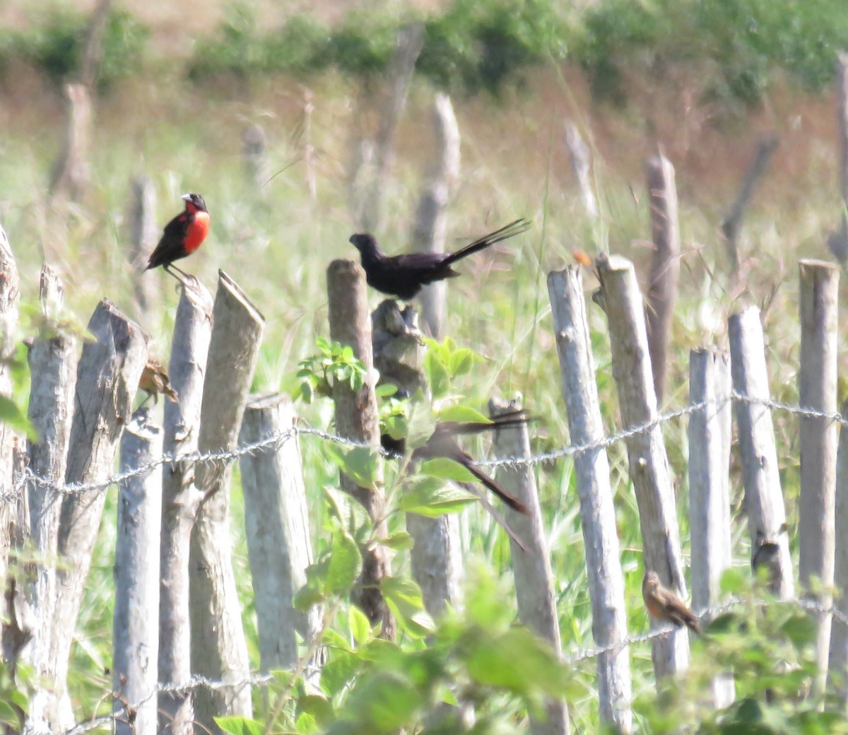 Red-breasted Meadowlark - ML643527063