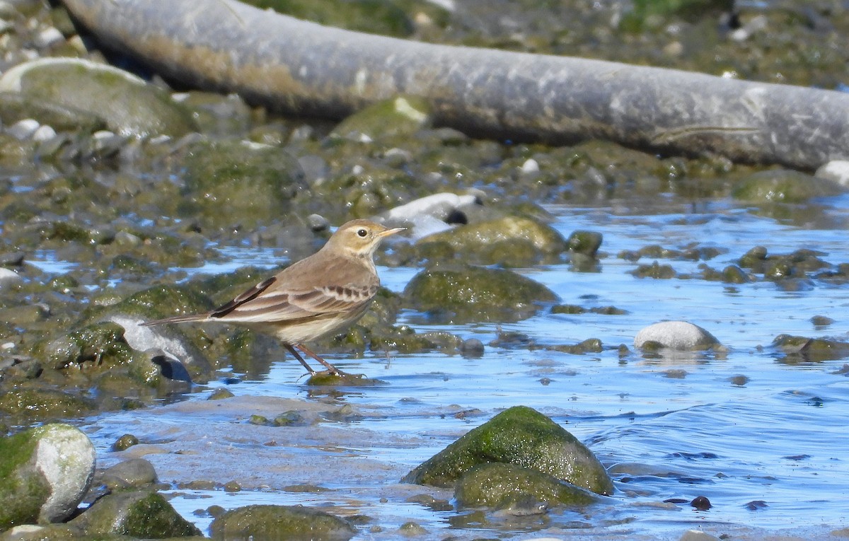 American Pipit - ML643527074