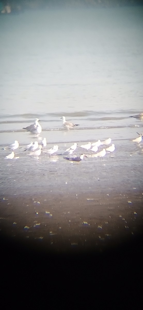 Indian Skimmer - ML643527077