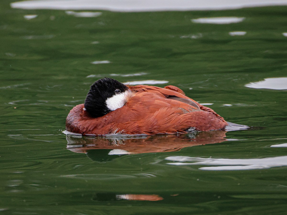 Ruddy Duck - ML643527080