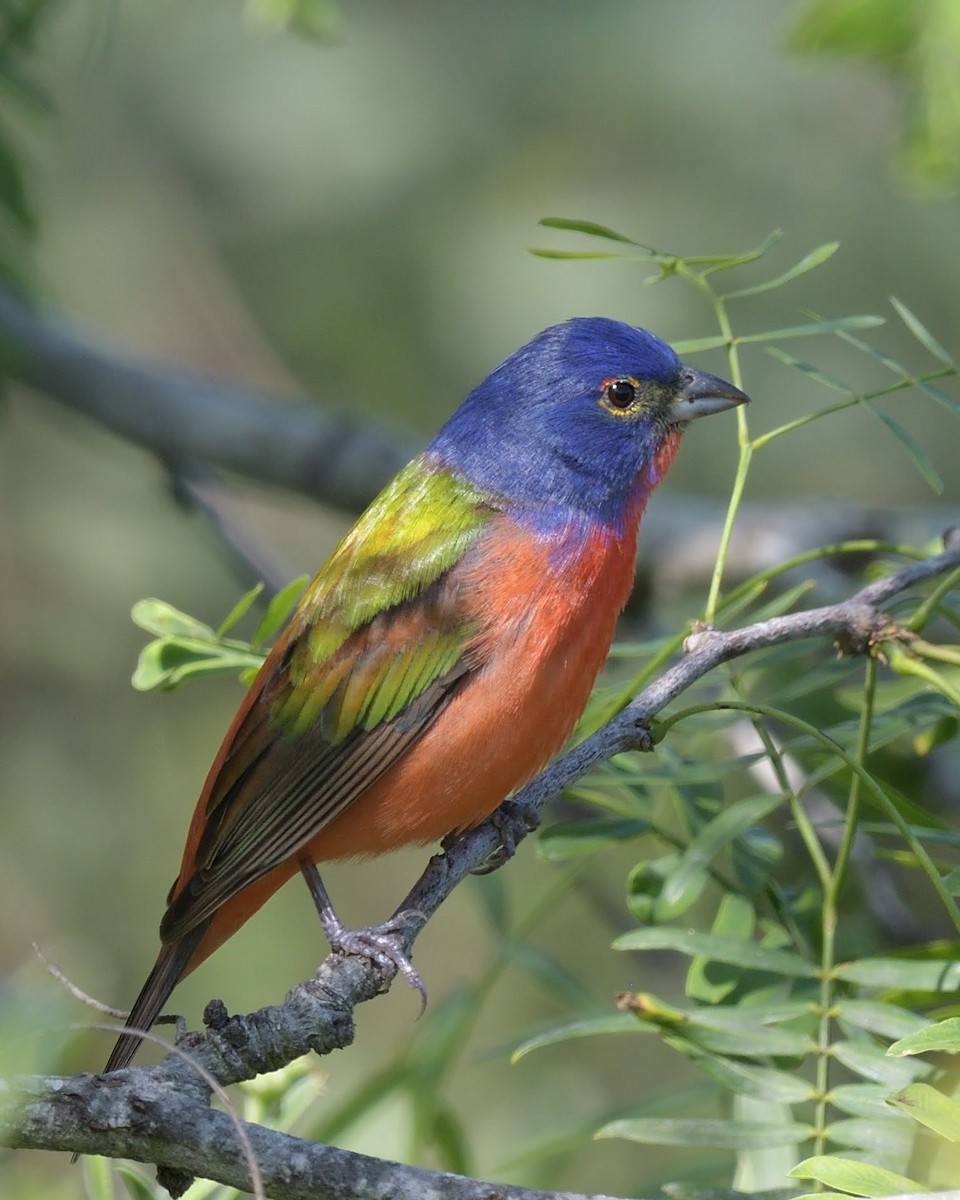 Расписной колорин - ML643527084