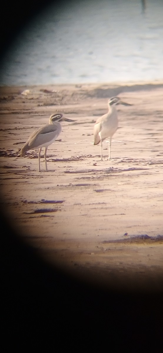 Great Thick-knee - ML643527089