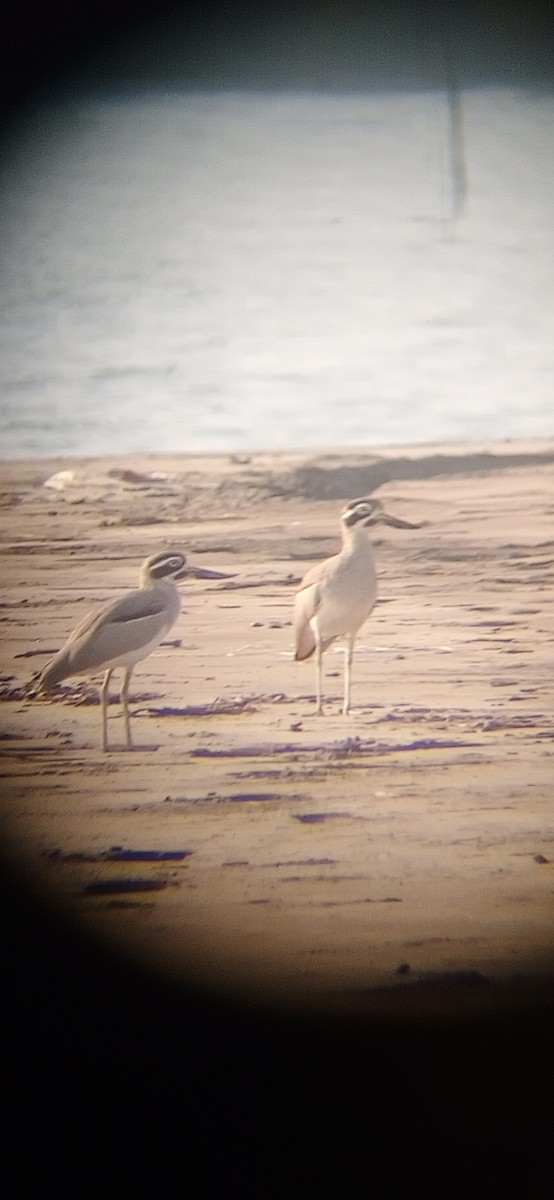 Great Thick-knee - ML643527090