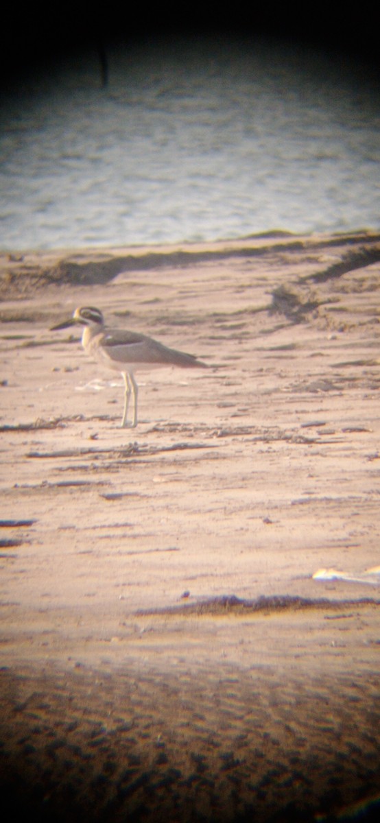 Great Thick-knee - ML643527095