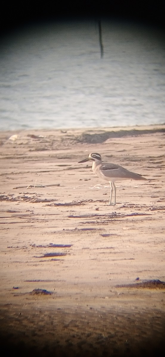 Great Thick-knee - ML643527096