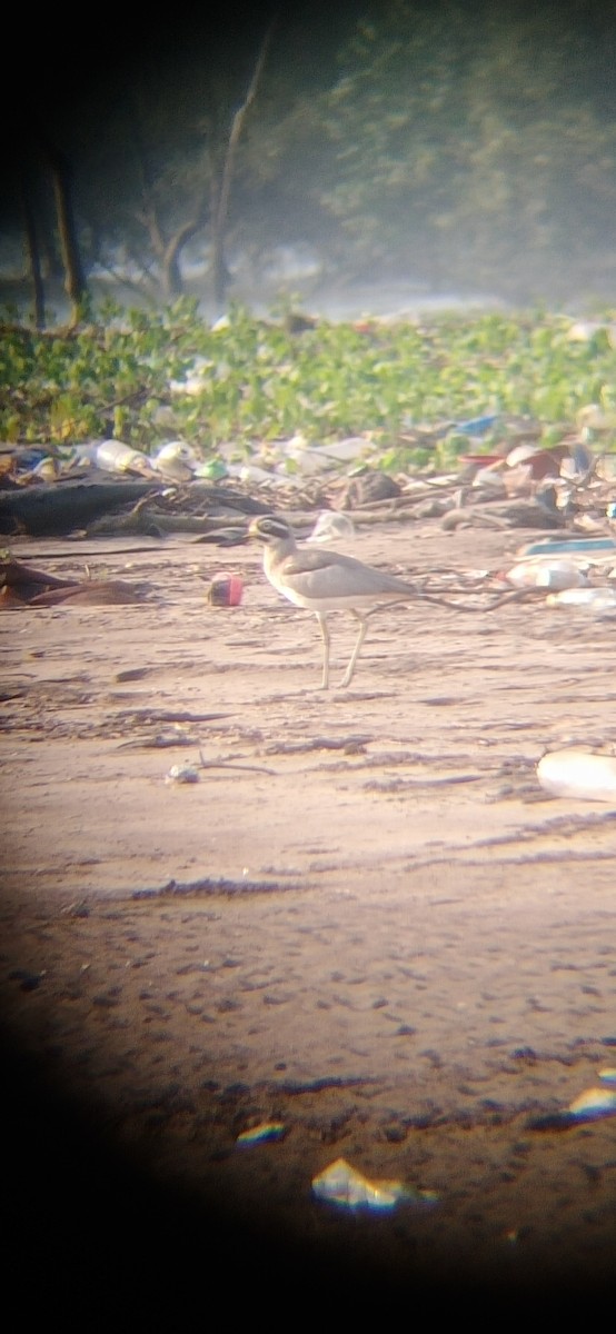 Great Thick-knee - ML643527097