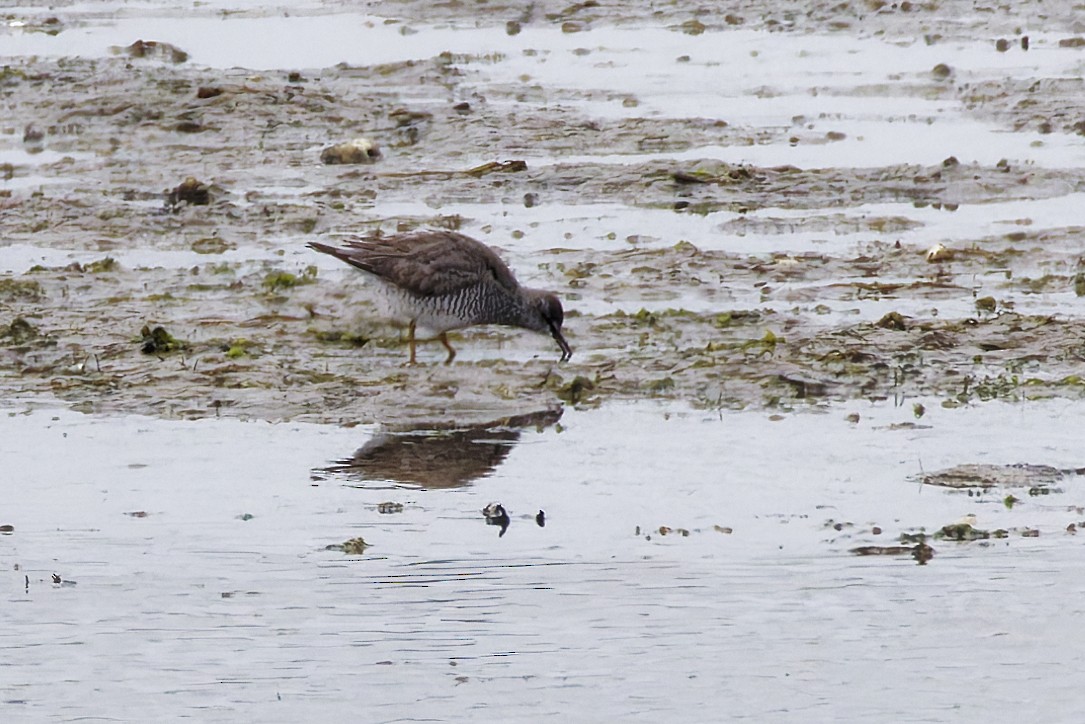 Gray-tailed Tattler - ML643527100