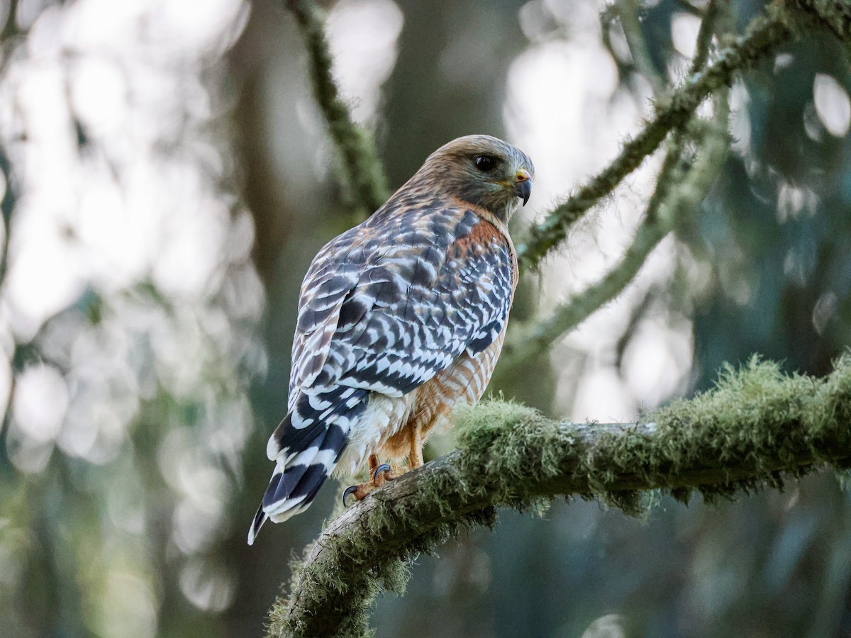 Red-shouldered Hawk - ML643527101