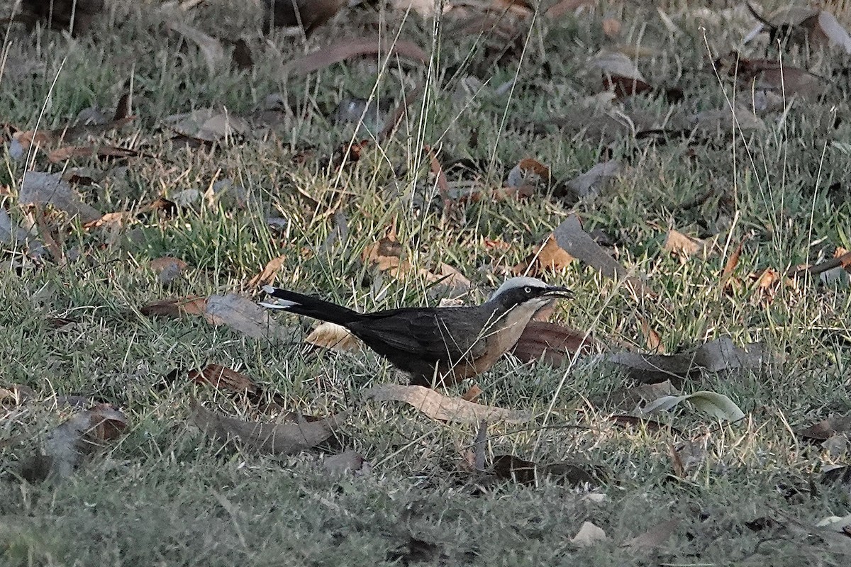 Gray-crowned Babbler - ML643527163