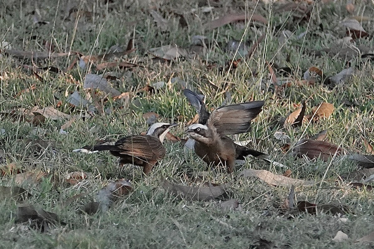 Gray-crowned Babbler - ML643527164