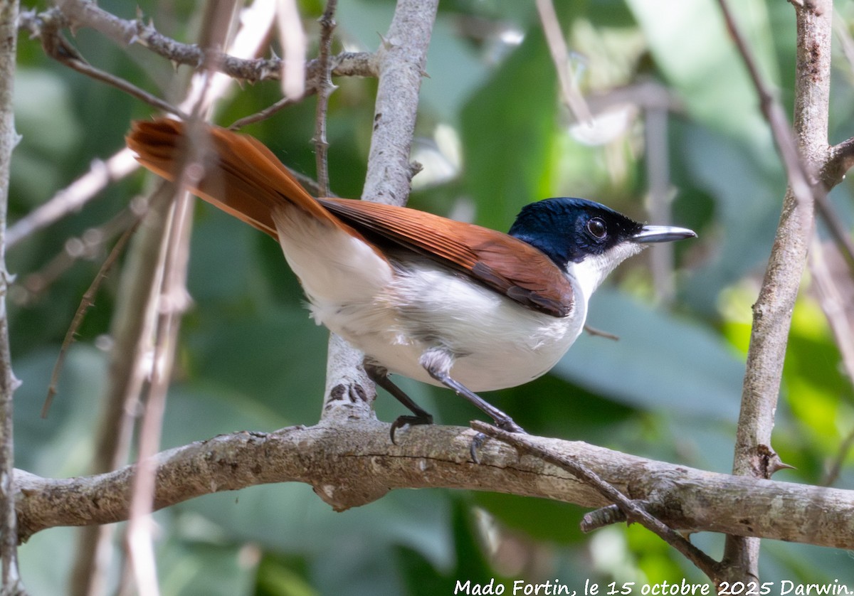 Shining Flycatcher - ML643527180