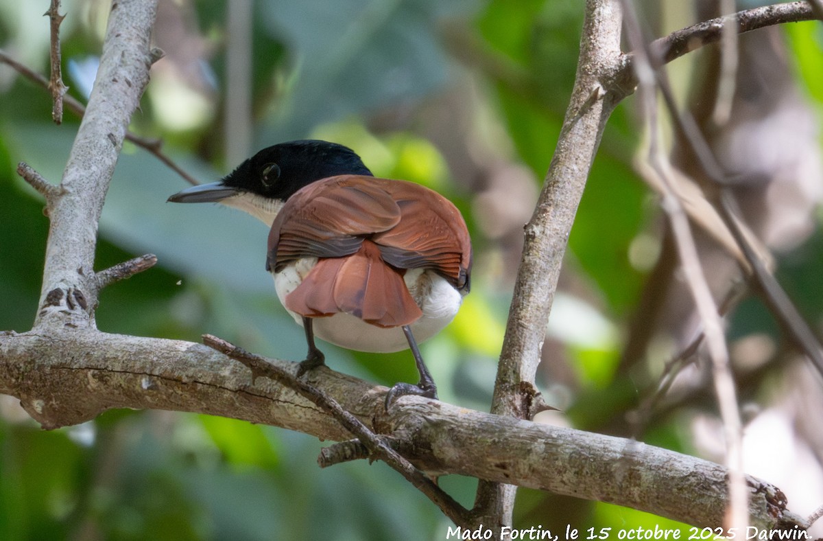 Shining Flycatcher - ML643527181