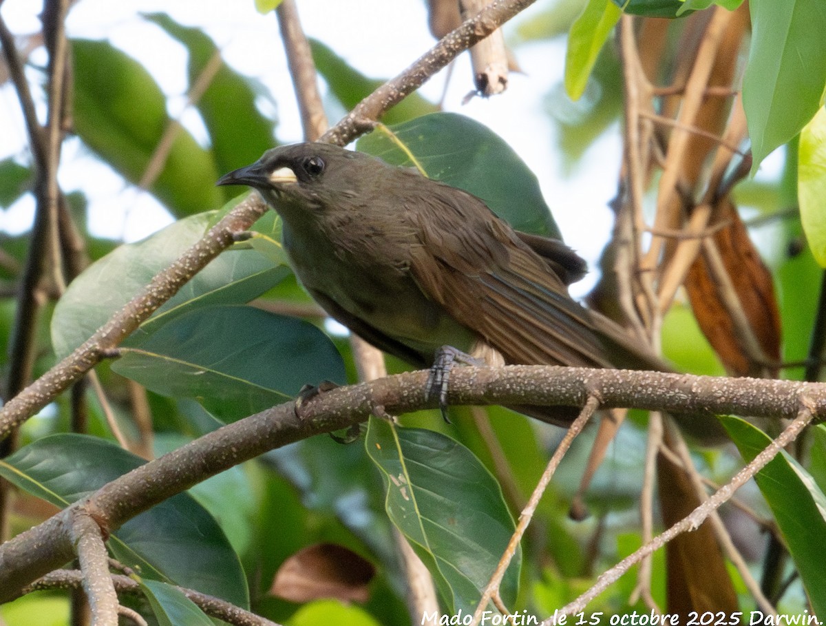 White-gaped Honeyeater - ML643527187