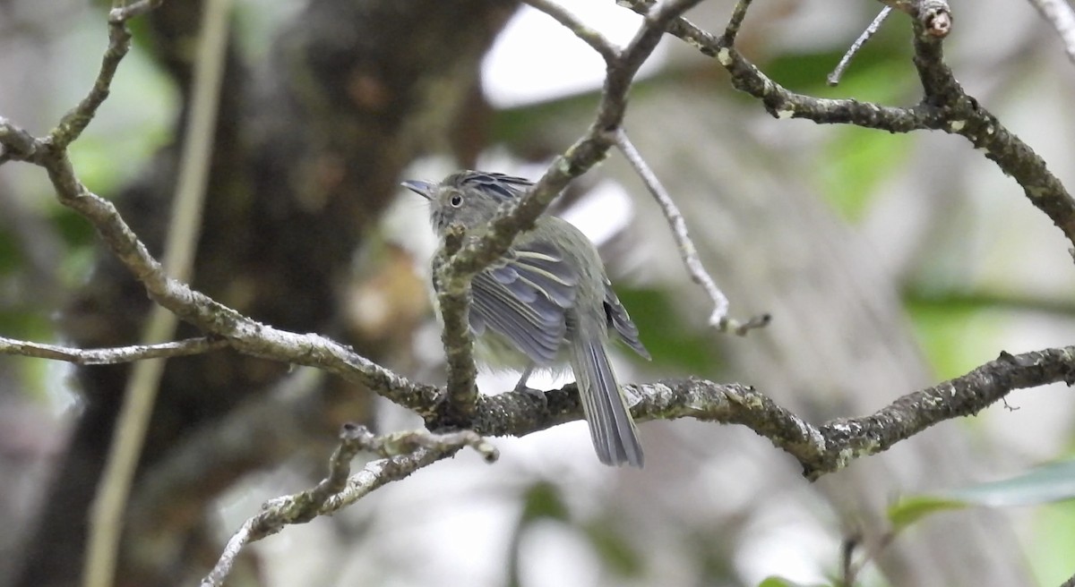 Helmeted Pygmy-Tyrant - ML643527201