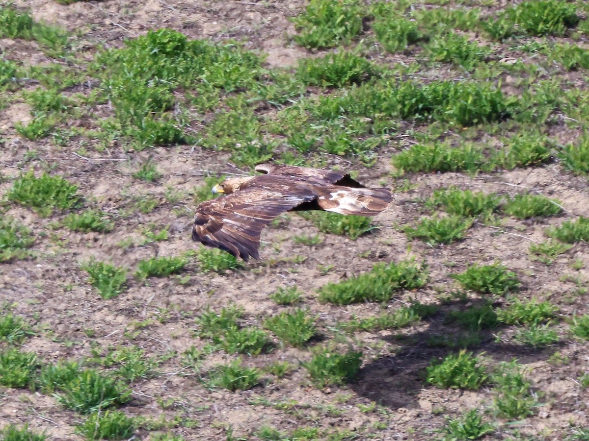 Golden Eagle - ML643527209