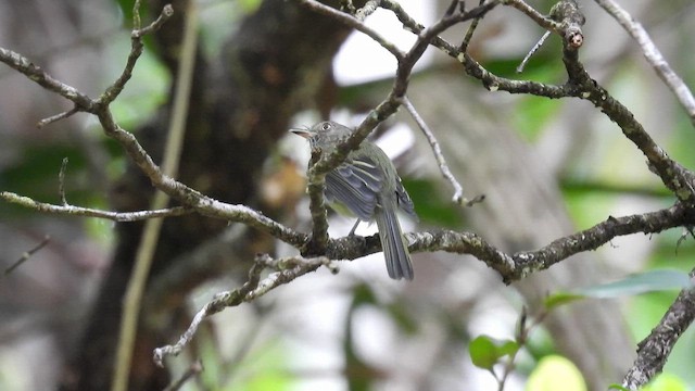 Helmeted Pygmy-Tyrant - ML643527210