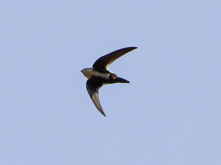 White-throated Swift - ML643527216