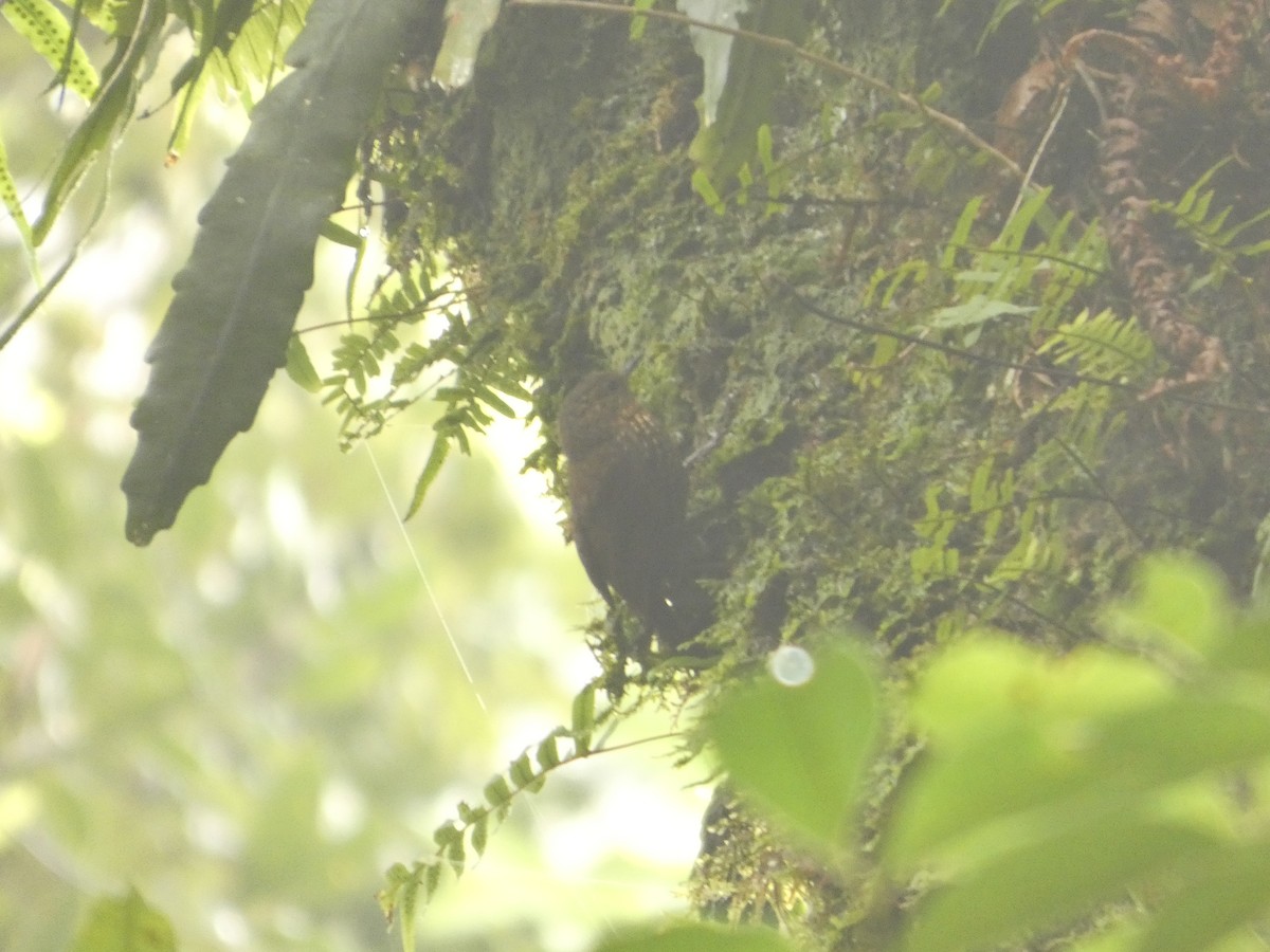 Spotted Barbtail - ML643527217